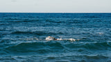 Jolsport Neopren WTS1 Highend neopren Triathlon, ocean swim, open water